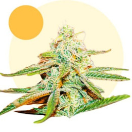 Lafanta Light Fem CBD
