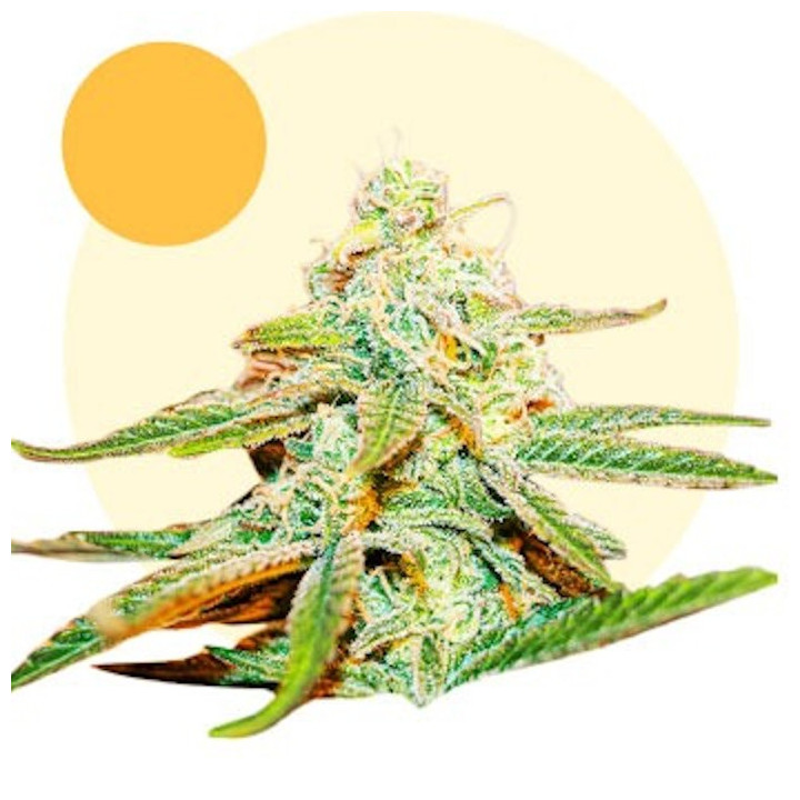 Lafanta Light Fem CBD