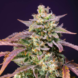 Purple Punch OG XL Auto (Sweet Seeds)