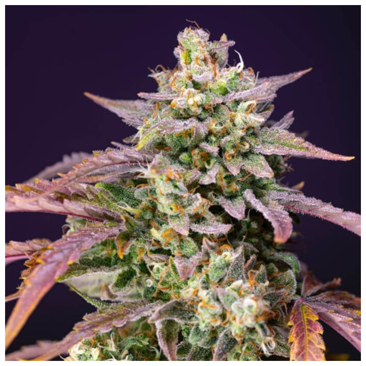Purple Punch OG XL Auto (Sweet Seeds)