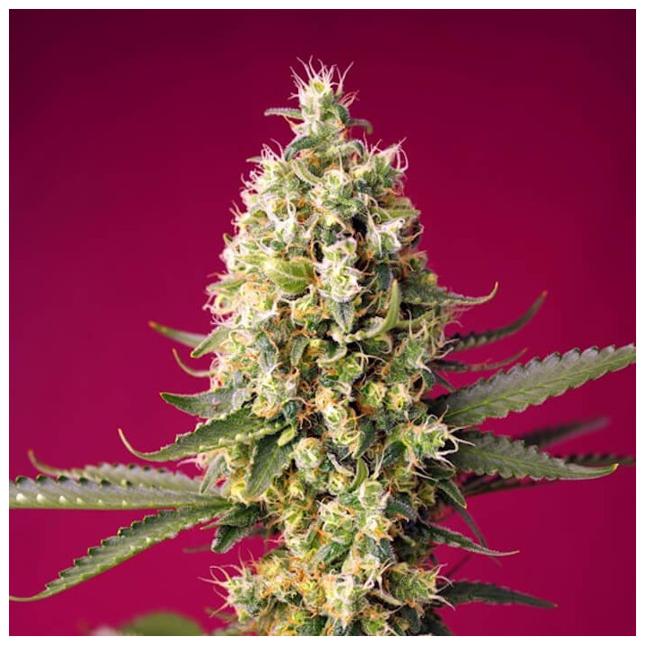 Skywalker OG Runtz XL Auto
