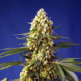 Semillas autoflorecientes feminizadas Strawberry Banana Gelato XL Auto de Sweet Seeds