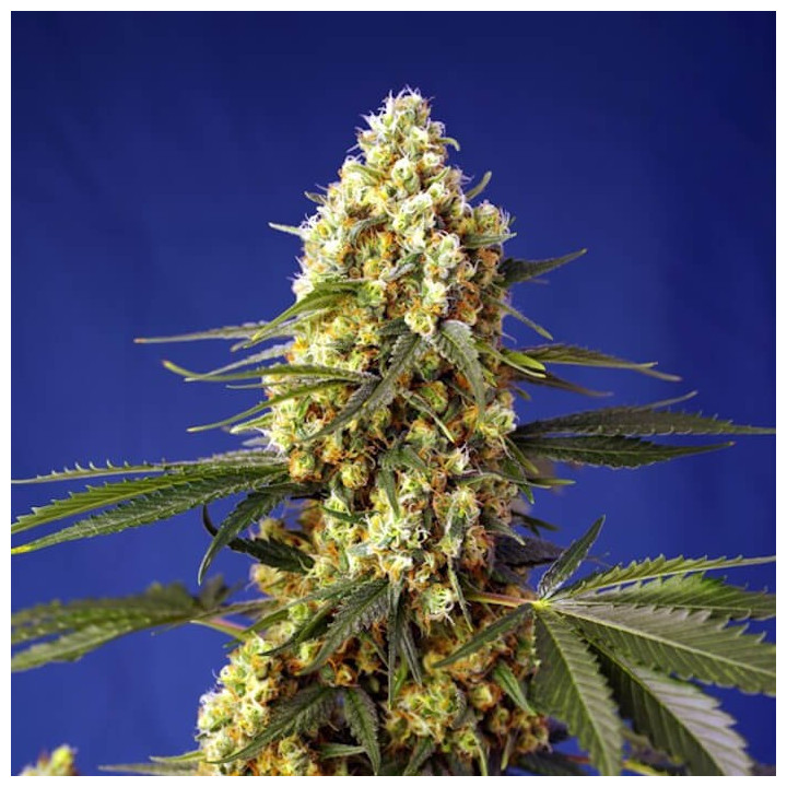 Semillas autoflorecientes feminizadas Strawberry Banana Gelato XL Auto de Sweet Seeds