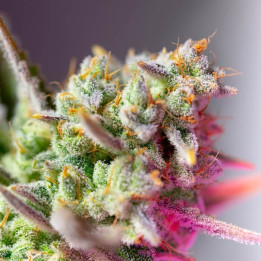 Sweet Mimosa XL Auto | Sweet Seeds | Semillas al MEJOR PRECIO