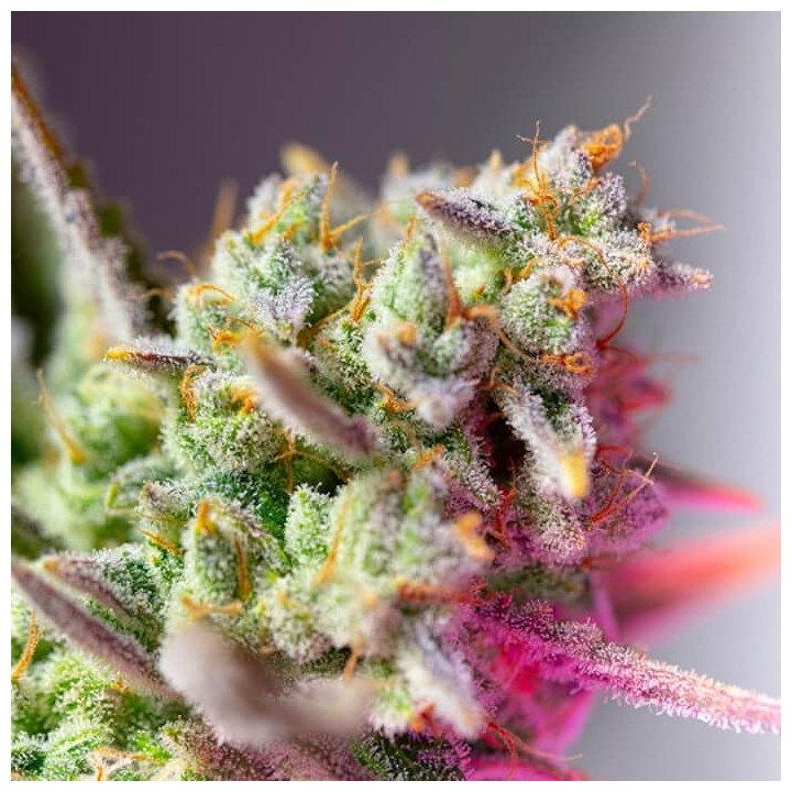 Sweet Mimosa XL Auto | Sweet Seeds | Semillas al MEJOR PRECIO