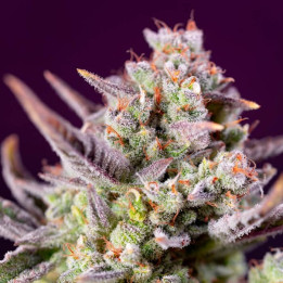 Sweet Zenzation XL Auto | Sweet Seeds | Semillas al MEJOR PRECIO