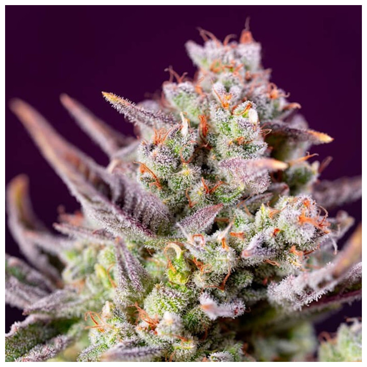 Sweet Zenzation XL Auto | Sweet Seeds | Semillas al MEJOR PRECIO