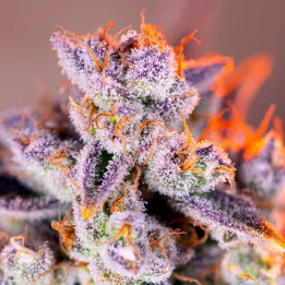 Tropicanna Poison XL Auto | Sweet Seeds | Semillas al MEJOR PRECIO