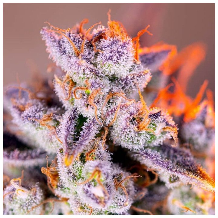 Tropicanna Poison XL Auto | Sweet Seeds | Semillas al MEJOR PRECIO