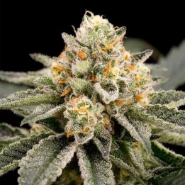 Semillas Zombie Bride | Ripper Seeds | Comprar semillas al MEJOR PRECIO