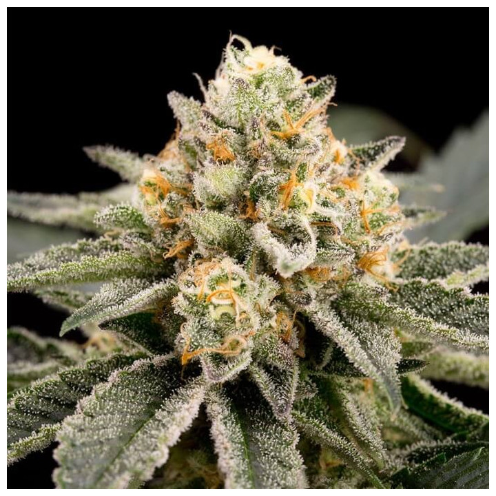 Semillas Zombie Bride | Ripper Seeds | Comprar semillas al MEJOR PRECIO