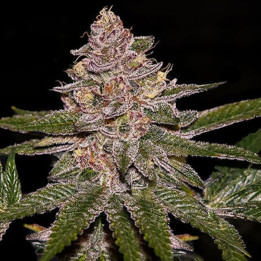 Radical Juice (Ripper Seeds)