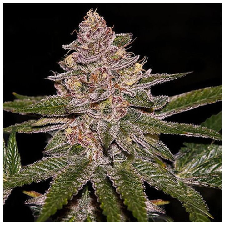 Radical Juice (Ripper Seeds)