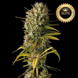 Semillas a granel Amnesia Haze
