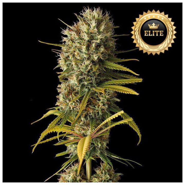 Semillas a granel Amnesia Haze