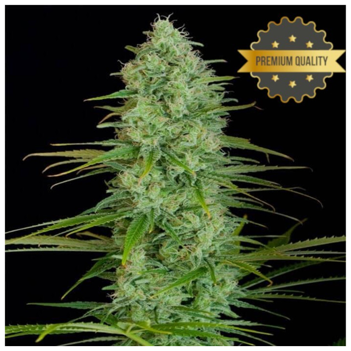 Auto Critical XXL - Semillas a Granel feminzadas