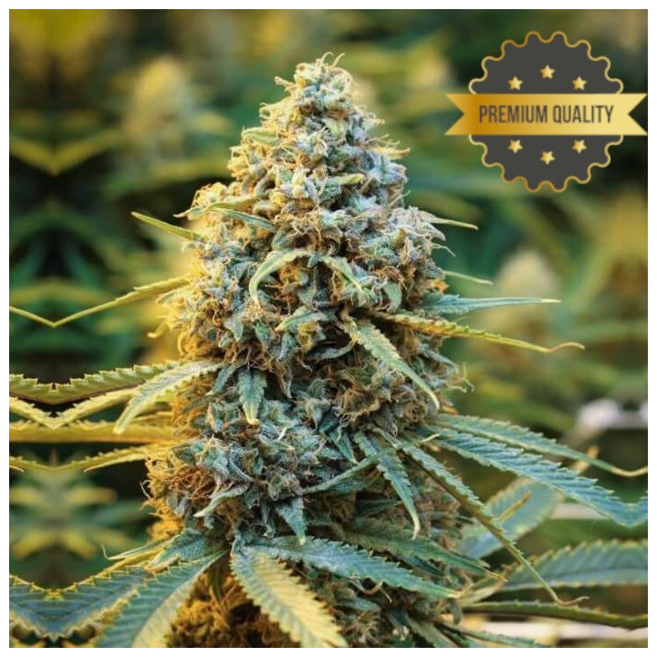 Moby Freak - Semillas a granel feminizadas