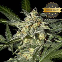 White Widow - Semillas a granel feminizadas