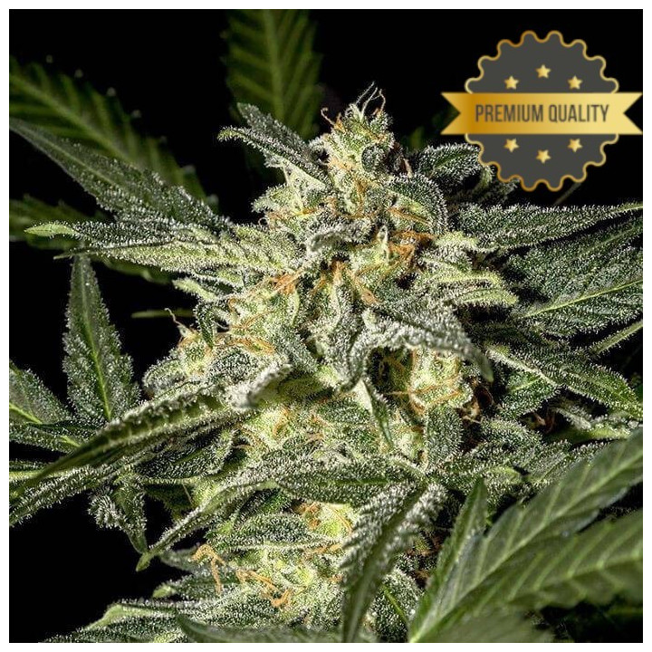 White Widow - Semillas a granel feminizadas