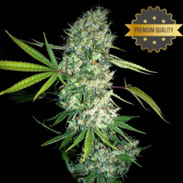 Super Skunk - Semillas a granel feminizadas