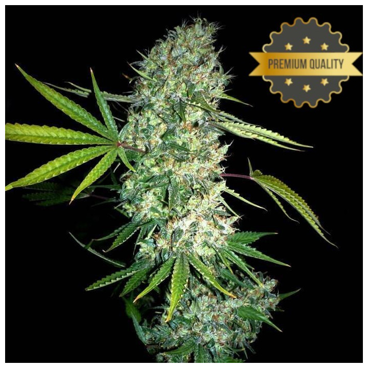 Super Skunk - Semillas a granel feminizadas