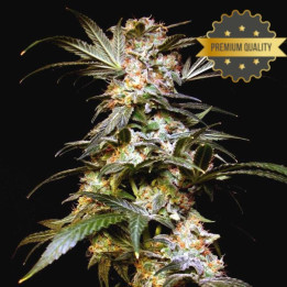 Black Domina - Semillas a granel feminizadas