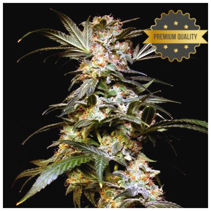 Black Domina - Semillas a granel feminizadas