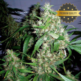 Critical Kush - Semillas a granel feminizadas