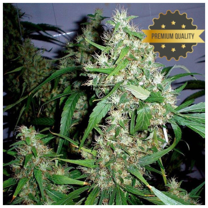 Critical Kush - Semillas a granel feminizadas