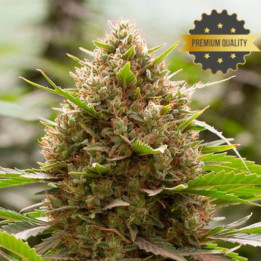 Amnesia Kush - Semillas a granel feminizadas