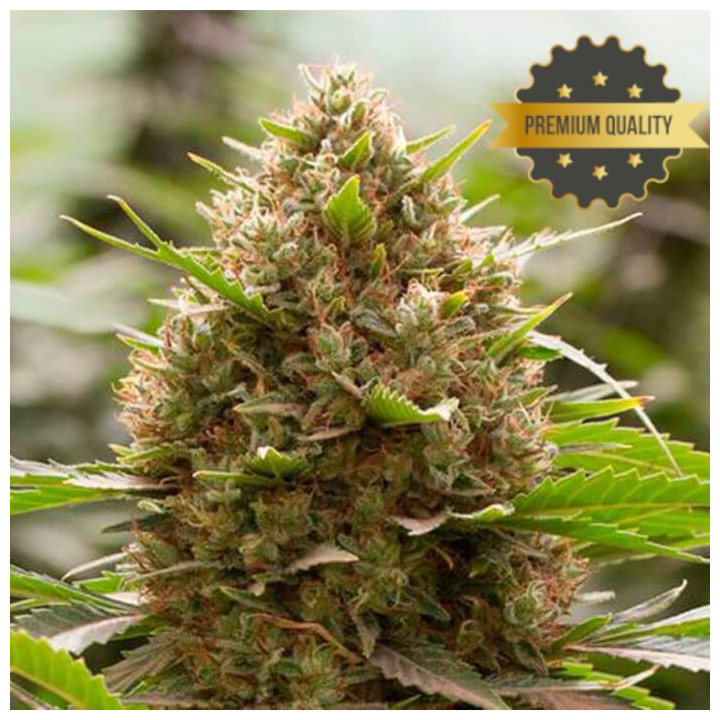 Amnesia Kush - Semillas a granel feminizadas