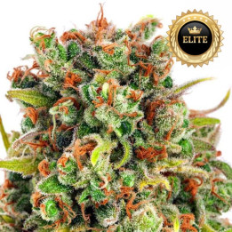Auto Mandarine XXL - Semillas a granel autoflorecientes