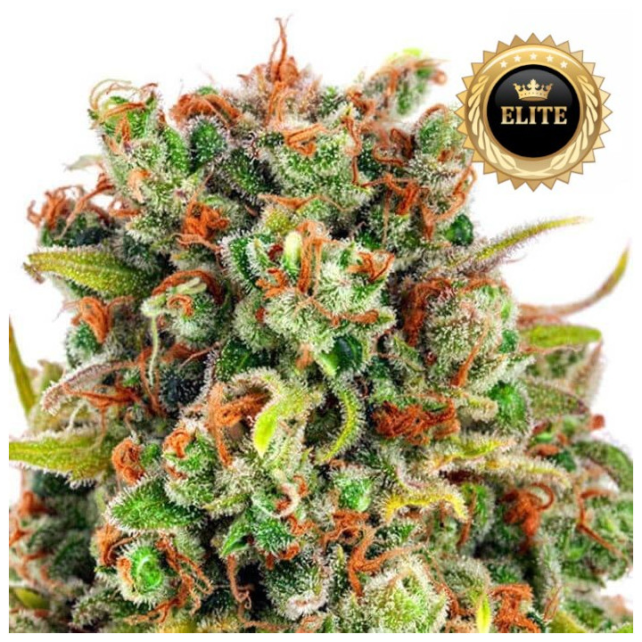 Auto Mandarine XXL - Semillas a granel autoflorecientes