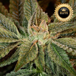 Bubba Kush - Semillas a granel feminizadas