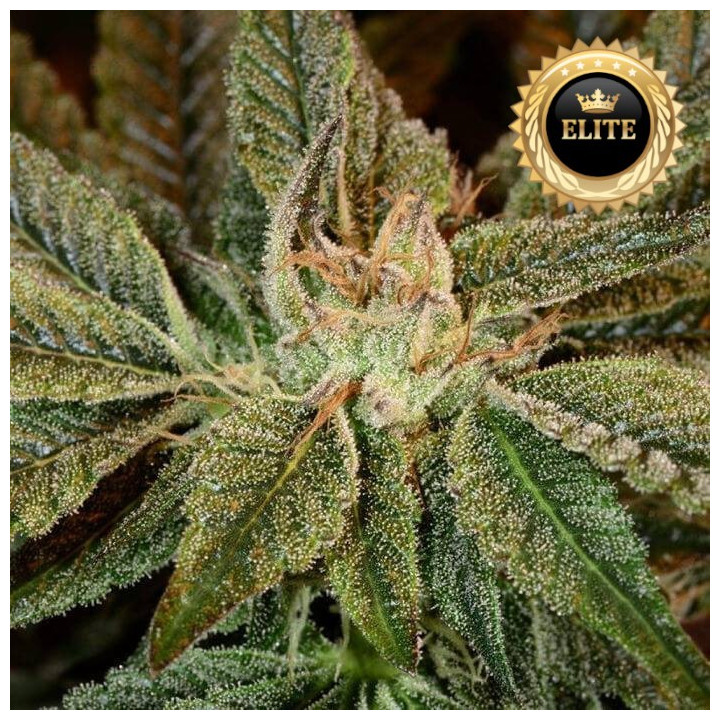 Bubba Kush - Semillas a granel feminizadas