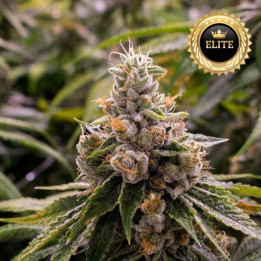 Lemon Kush - Semillas a granel