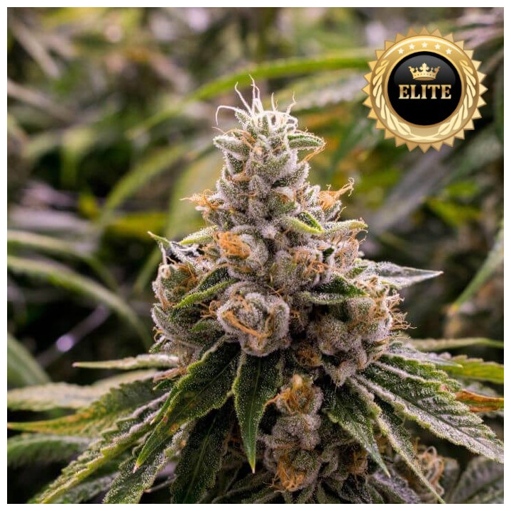 Lemon Kush - Semillas a granel