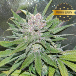 Blueberry Auto - Semillas a granel