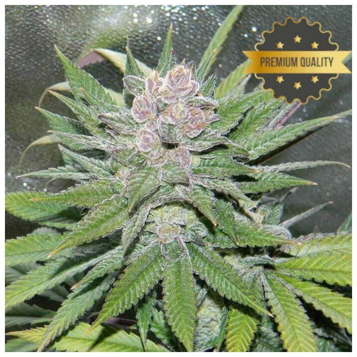Blueberry Auto - Semillas a granel