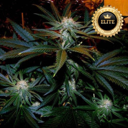 Black Domina Auto - Semillas a granel