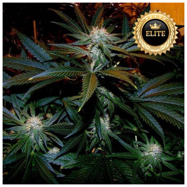 Black Domina Auto - Semillas a granel