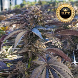 Gelato 33 - Semillas a granel feminizadas