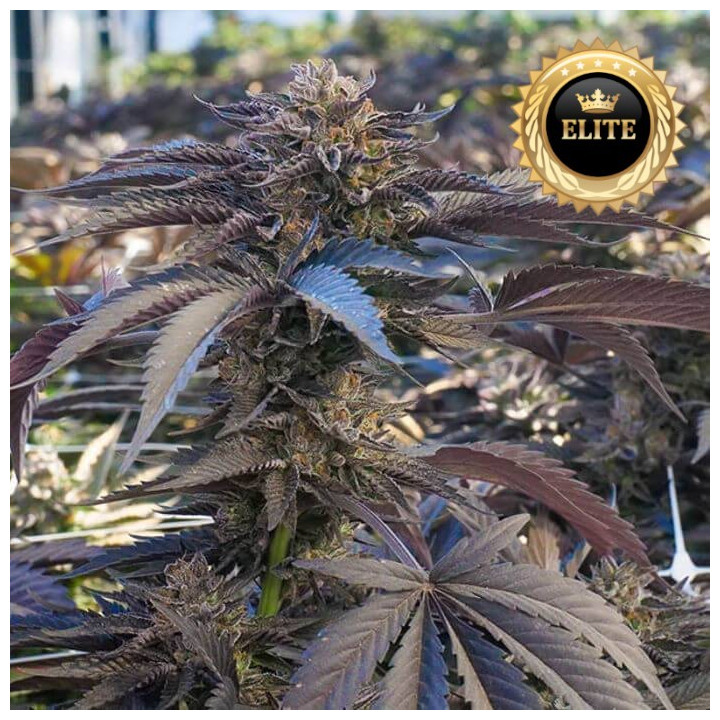 Gelato 33 - Semillas a granel feminizadas