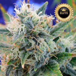 Girl Scout Cookies - Semillas a granel