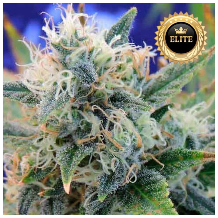 Girl Scout Cookies - Semillas a granel