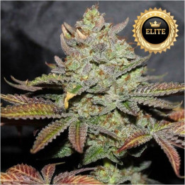 Monster Cookies - Semillas a granel feminizadas