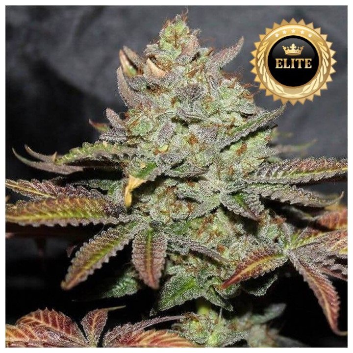 Monster Cookies - Semillas a granel feminizadas