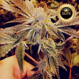 Gorilla Glue - Semillas a granel feminizadas
