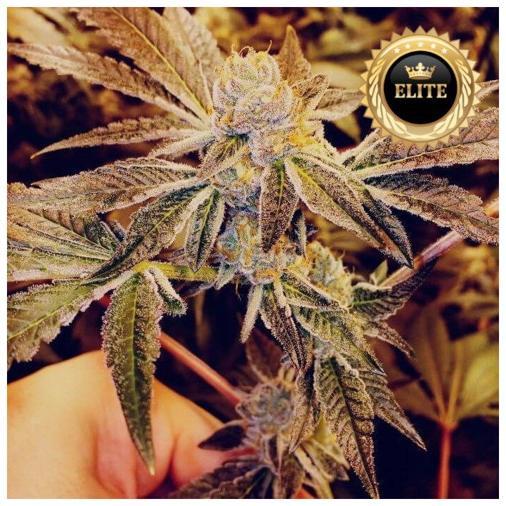 Gorilla Glue - Semillas a granel feminizadas