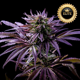 Purple Punch - Semillas a granel